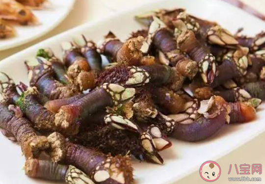 為何鵝頸藤壺這么貴 鵝頸藤壺做菜好吃嗎