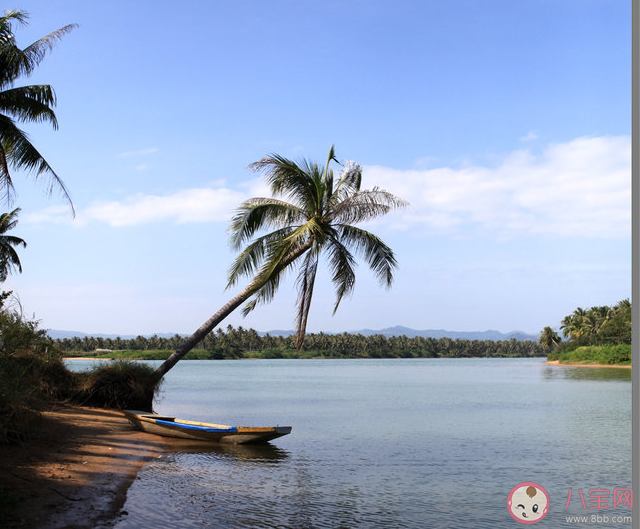 獨立無枝挺碧空一頭鳳尾嘯熏風指的是什么 螞蟻新村12月29日答案