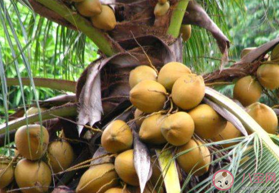 螞蟻新村獨立無枝挺碧空一頭鳳尾嘯熏風指的是 12月29日答案