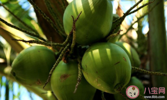 螞蟻新村獨立無枝挺碧空一頭鳳尾嘯熏風指的是 12月29日答案