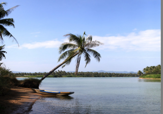 獨立無枝挺碧空一頭鳳尾嘯熏風指的是什么 螞蟻新村12月29日答案
