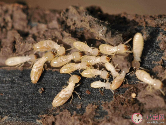 螞蟻新村白蟻喜歡甜味易分解的食材對(duì)不對(duì) 12月30日正確答案 螞蟻新村白蟻喜歡甜味易分解的食材對(duì)不對(duì) 12月30日正確答案