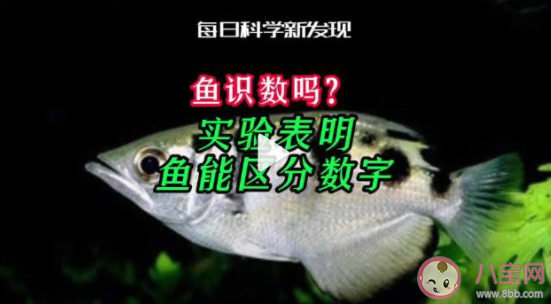 魚能識數(shù)嗎 經(jīng)常多吃魚會讓人更聰明嗎