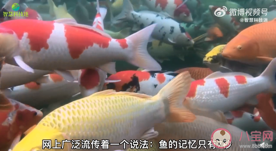 魚能識數(shù)嗎 經(jīng)常多吃魚會讓人更聰明嗎