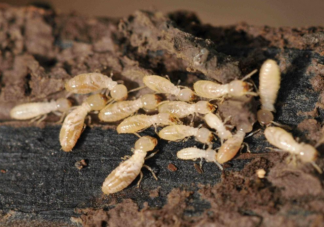 螞蟻新村白蟻喜歡甜味易分解的食材對不對 12月30日正確答案