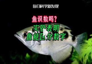 魚能識數嗎 經常多吃魚會讓人更聰明嗎