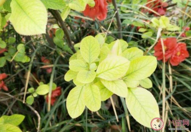 黃化病一般多發(fā)生在夏季對嗎 螞蟻新村12月31日答案介紹