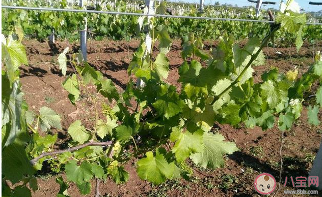 黃化病一般多發(fā)生在夏季對嗎 螞蟻新村12月31日答案介紹