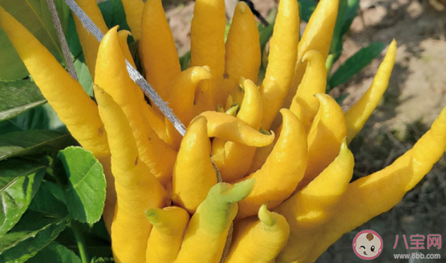 佛手柑可以直接吃嗎怎么吃好吃 佛手柑里邊有果肉嗎 佛手柑可以直接吃嗎怎么吃好吃 佛手柑里邊有果肉嗎