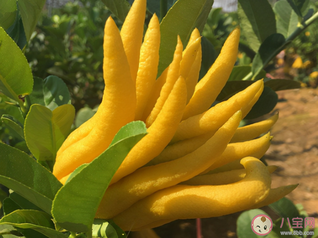 佛手柑可以直接吃嗎怎么吃好吃 佛手柑里邊有果肉嗎 佛手柑可以直接吃嗎怎么吃好吃 佛手柑里邊有果肉嗎