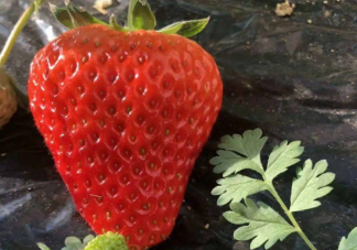 丹東99草莓為什么這么甜 丹東99草莓幾月份最好吃