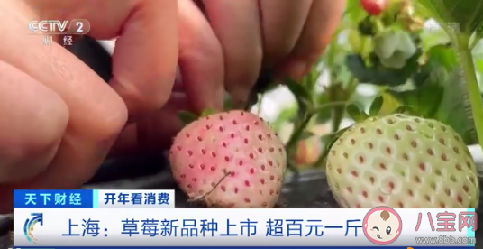 菠蘿味草莓一斤150元 草莓都有哪些口味