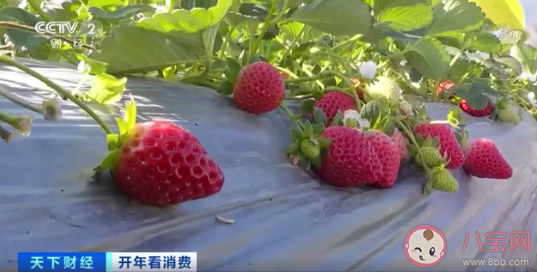 菠蘿味草莓一斤150元 草莓都有哪些口味