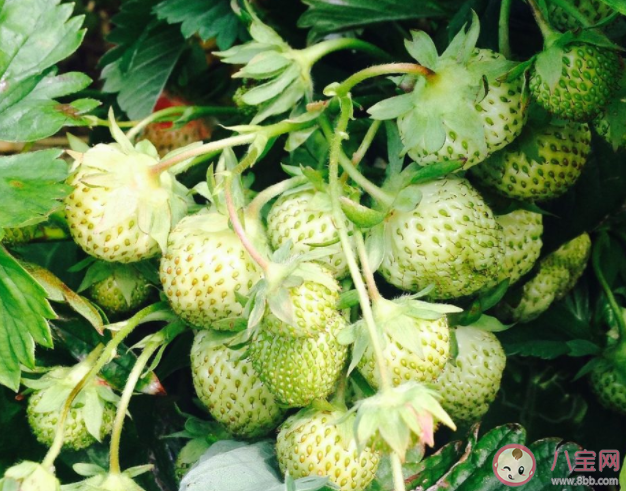 在種植過程中草莓需要補鈣嗎 螞蟻新村1月6日答案 在種植過程中草莓需要補鈣嗎 螞蟻新村1月6日答案