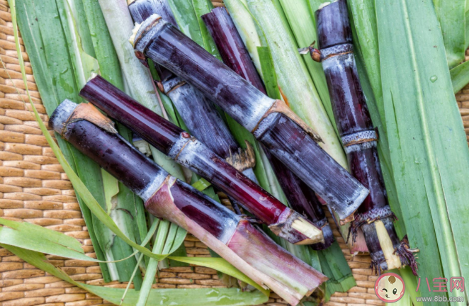 田間甘蔗種植一般從什么開始 螞蟻新村1月7日答案