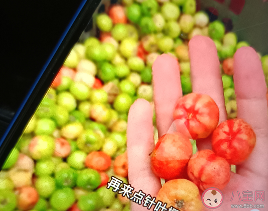 針葉櫻桃是櫻桃嗎 針葉櫻桃哪里可以買到