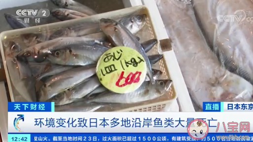 日本秋刀魚價格暴漲 秋刀魚營養價值怎樣 日本秋刀魚價格暴漲 秋刀魚營養價值怎樣