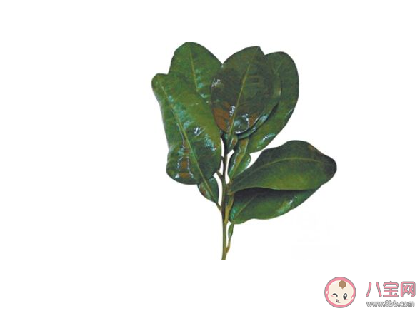 春季防感冒食療方 春季怎么預防感冒2022