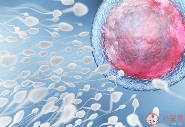 哪些備孕女性需要B超監測排卵 卵泡沒發育成熟就排卵還能懷孕嗎
