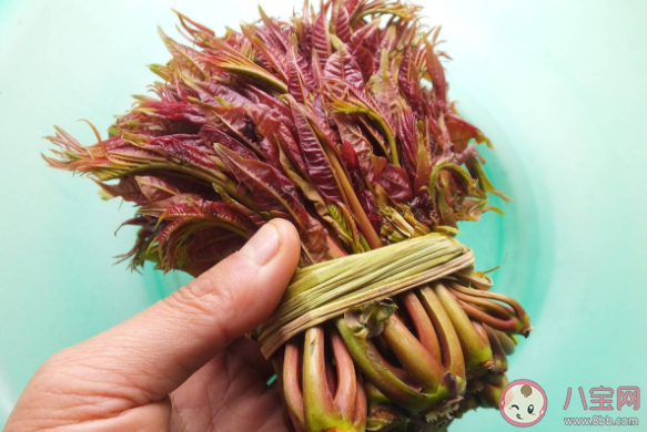 香椿價格為什么這么貴 香椿好不好吃