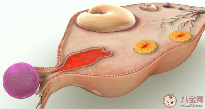 沒結婚會得子宮內膜異位癥嗎 得了子宮內異癥的人有哪些不適