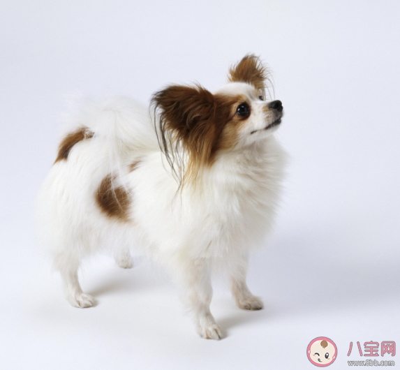 養寵物有助老年人大腦健康嗎 有哪些適合老年人養的寵物