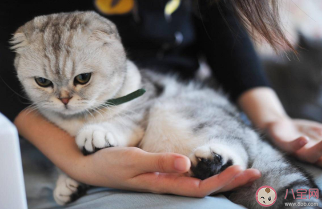 養寵物有助老年人大腦健康嗎 有哪些適合老年人養的寵物