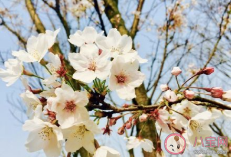 國內適合三月份旅游的城市有哪些 2022適合三月份旅游地點推薦