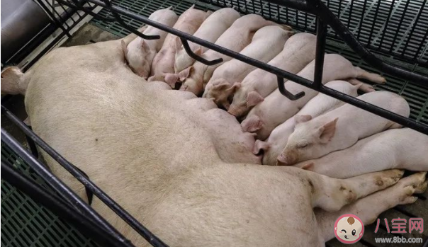 豬奶為什么沒人喝 豬奶是什么味道 豬奶為什么沒人喝 豬奶是什么味道