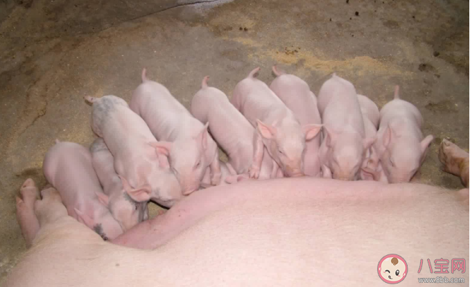 豬奶為什么沒人喝 豬奶是什么味道 豬奶為什么沒人喝 豬奶是什么味道