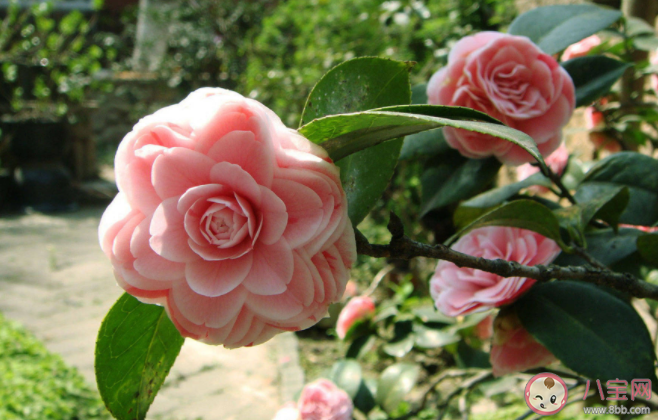 山茶花開了的心情說說句子 山茶花開了的浪漫文字