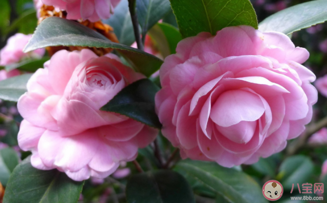 山茶花開了的心情說說句子 山茶花開了的浪漫文字