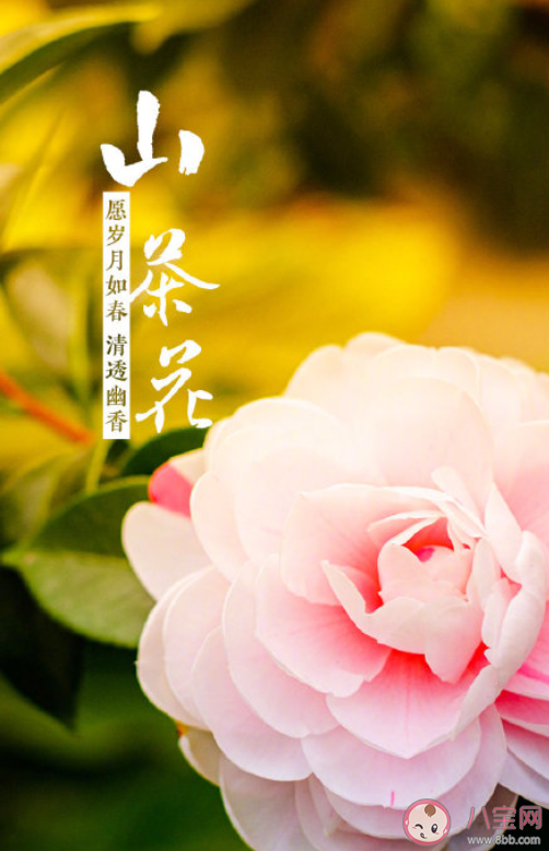 山茶花開了的心情說說句子 山茶花開了的浪漫文字