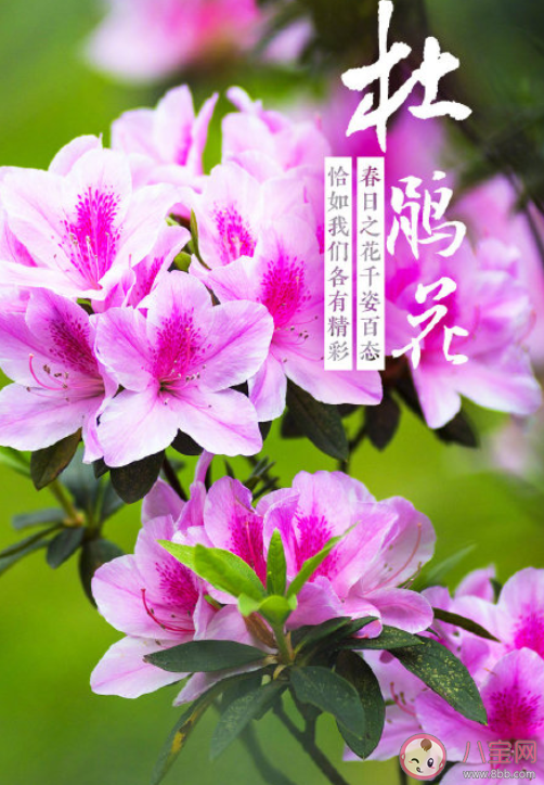 杜鵑花開(kāi)了的朋友圈說(shuō)說(shuō) 贊美杜鵑花的說(shuō)說(shuō)文案