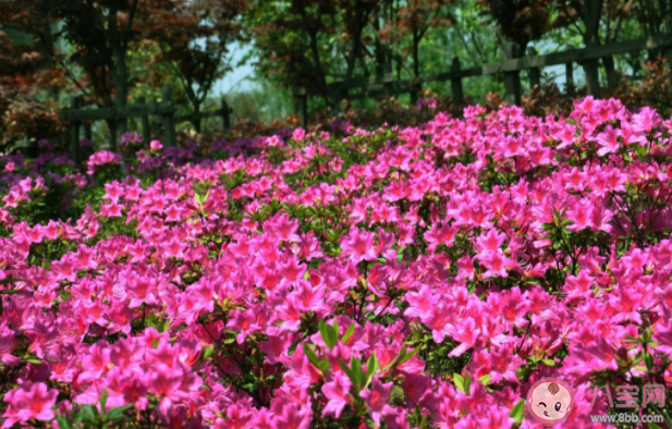 杜鵑花開(kāi)了的朋友圈說(shuō)說(shuō) 贊美杜鵑花的說(shuō)說(shuō)文案