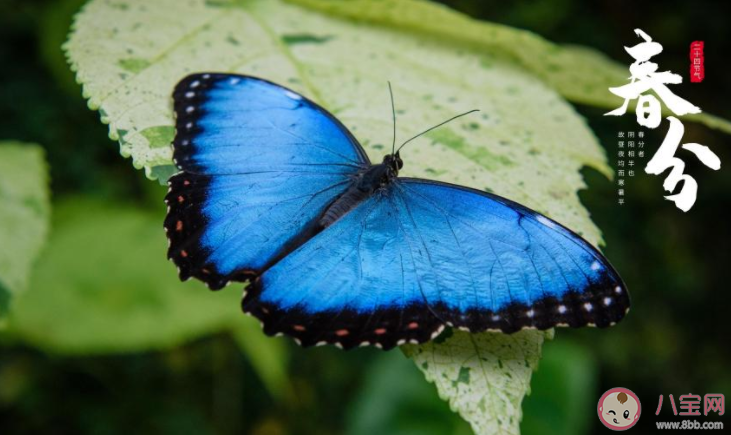 2022春分節(jié)氣圖片精美文案朋友圈說說 2022春分節(jié)氣的圖片帶字文案說說