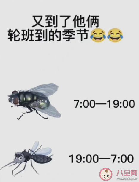 蚊子消失生物圈會遭受多大的沖擊 如果沒蚊子了會怎樣 蚊子消失生物圈會遭受多大的沖擊 如果沒蚊子了會怎樣