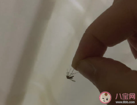 蚊子消失生物圈會遭受多大的沖擊 如果沒蚊子了會怎樣 蚊子消失生物圈會遭受多大的沖擊 如果沒蚊子了會怎樣