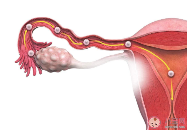 一根輸卵管還能正常懷孕嗎 輸卵管越長懷孕的幾率越高嗎 一根輸卵管還能正常懷孕嗎 輸卵管越長懷孕的幾率越高嗎