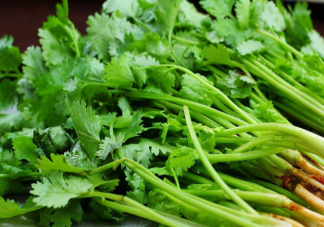 香菜的特殊味道和什么有關 吃香菜有什么好處