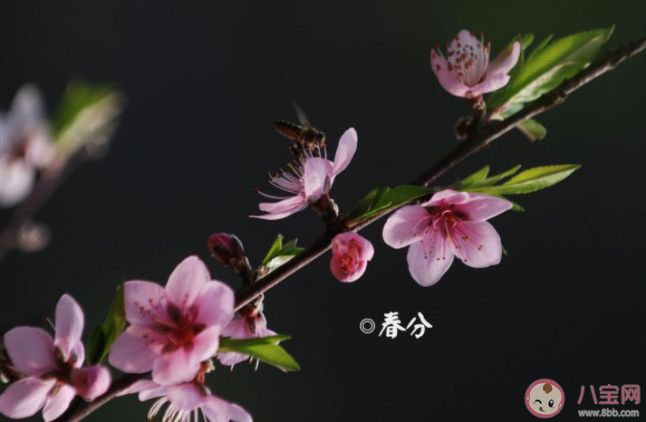 春分節氣夫妻不能同房嗎 還有哪些節氣不宜同房