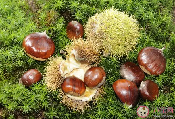 女人多吃板栗會(huì)發(fā)胖嗎 板栗一天最多吃幾個(gè) 女人多吃板栗會(huì)發(fā)胖嗎 板栗一天最多吃幾個(gè)