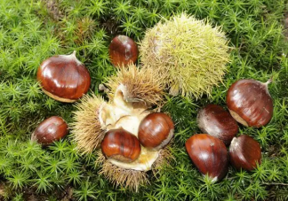 女人多吃板栗會(huì)發(fā)胖嗎 板栗一天最多吃幾個(gè)