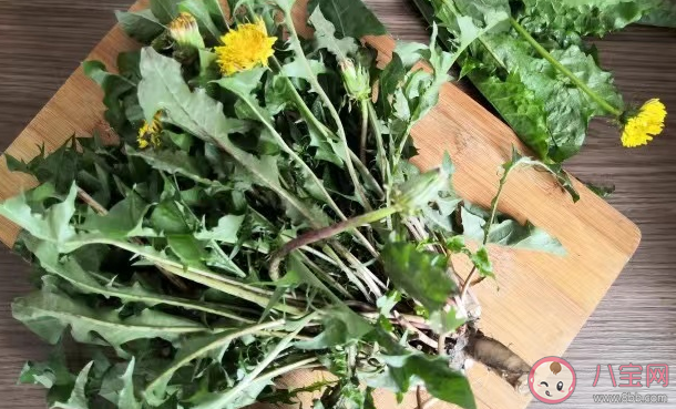 路邊的野菜挖來吃安全嗎 挖野菜要注意什么 路邊的野菜挖來吃安全嗎 挖野菜要注意什么