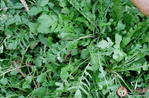 路邊的野菜挖來吃安全嗎 挖野菜要注意什么 路邊的野菜挖來吃安全嗎 挖野菜要注意什么