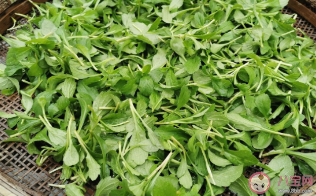 路邊的野菜挖來吃安全嗎 挖野菜要注意什么 路邊的野菜挖來吃安全嗎 挖野菜要注意什么