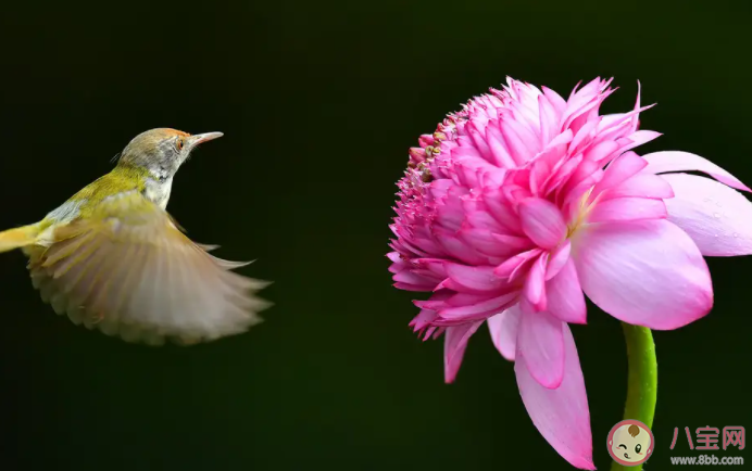 綿綿頭上飛花能遇上一次落霞是什么歌 《飛花》完整版歌詞在線聽歌