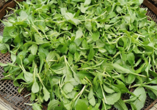 路邊的野菜挖來吃安全嗎 挖野菜要注意什么