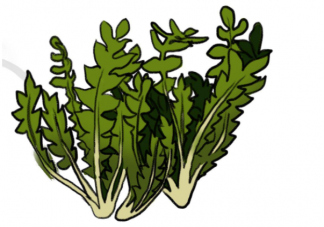 吃野菜可以抗癌嗎 吃野菜的正確姿勢