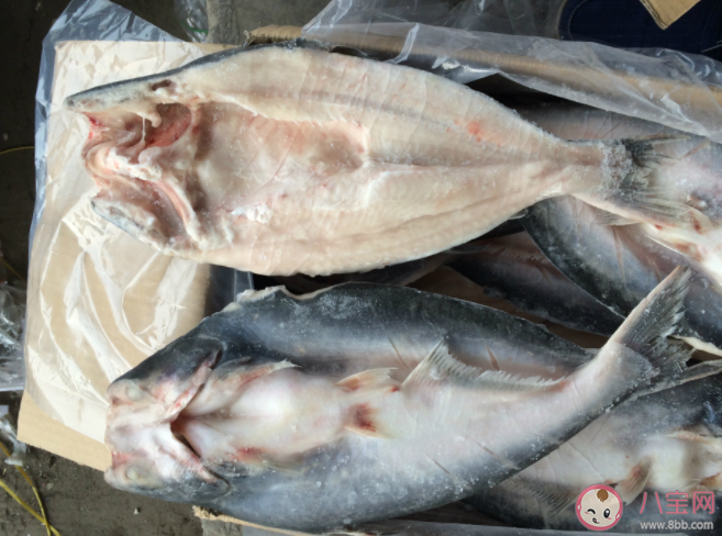 怎么判斷是不是假龍利魚 龍利魚價格為什么要貴一些 怎么判斷是不是假龍利魚 龍利魚價格為什么要貴一些